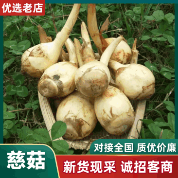 云南大《慈菇》茨菇，整车代收代发(全国电商一件代发)