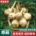 云南大《慈菇》茨菇，整车代收代发(全国电商一件代发)