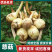 云南大《慈菇》茨菇，整车代收代发(全国电商一件代发)