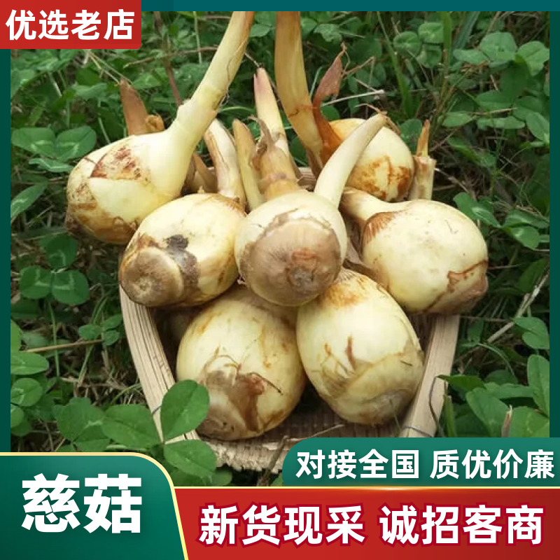 云南大《慈菇》茨菇，整车代收代发(全国电商一件代发)