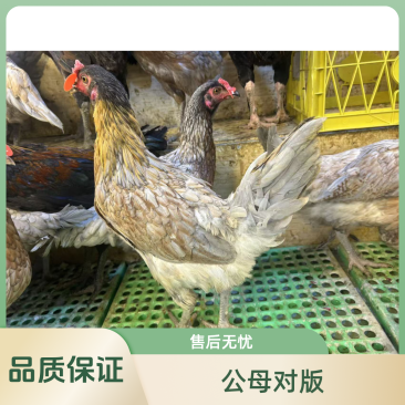 云南正宗散养斗鸡疫苗齐全肉质好吃3.5斤左右