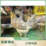 云南正宗散养斗鸡疫苗齐全肉质好吃3.5斤左右