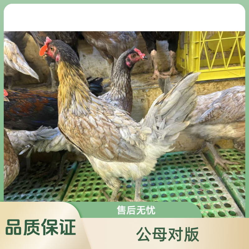 云南正宗散养斗鸡疫苗齐全肉质好吃3.5斤左右