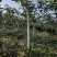 黑老虎苗大果苗树苗布福娜苗爬藤酒饭团南北方种植五味子盆栽
