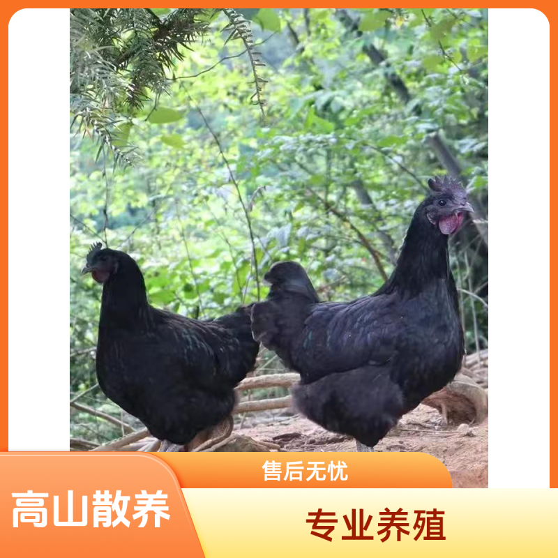 五黑乌骨鸡乌鸡五黑鸡下绿壳蛋2.5斤左右发货肉质鲜美