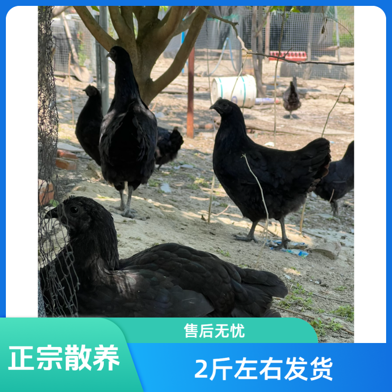 五黑乌骨鸡乌鸡五黑鸡下绿壳蛋2.5斤左右发货肉质鲜美
