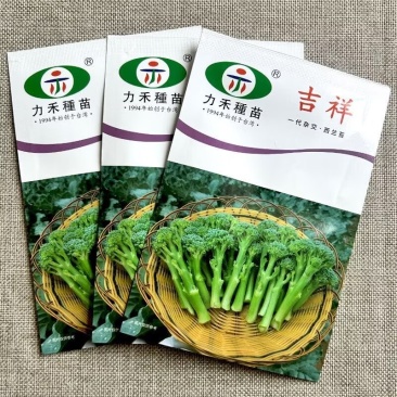 吉祥西兰苔种子西兰芥兰芥蓝青花菜芥兰基地优选蔬菜种子