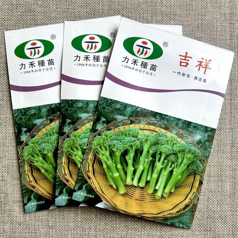 吉祥西兰苔种子西兰芥兰芥蓝青花菜芥兰基地优选蔬菜种子