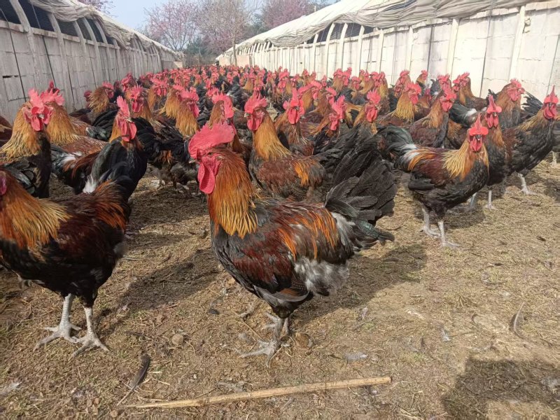 正宗散养红瑶土公鸡颜值高好养活可做种鸡4-5斤左右发货