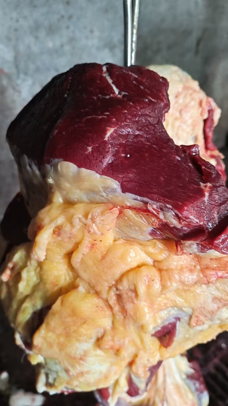 河北张家口新鲜牛肉基地养殖活牛现宰现杀质量保证部位可选