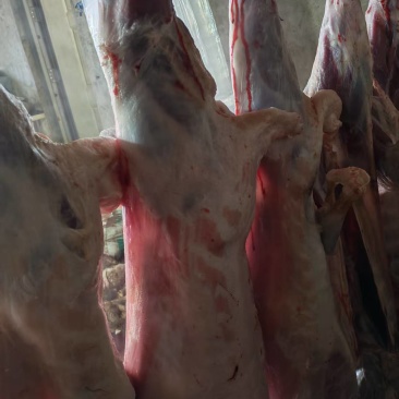 新鲜羊肉河北张家口基地养殖现宰现杀质量保证全国发货