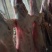 新鲜羊肉河北张家口基地养殖现宰现杀质量保证全国发货
