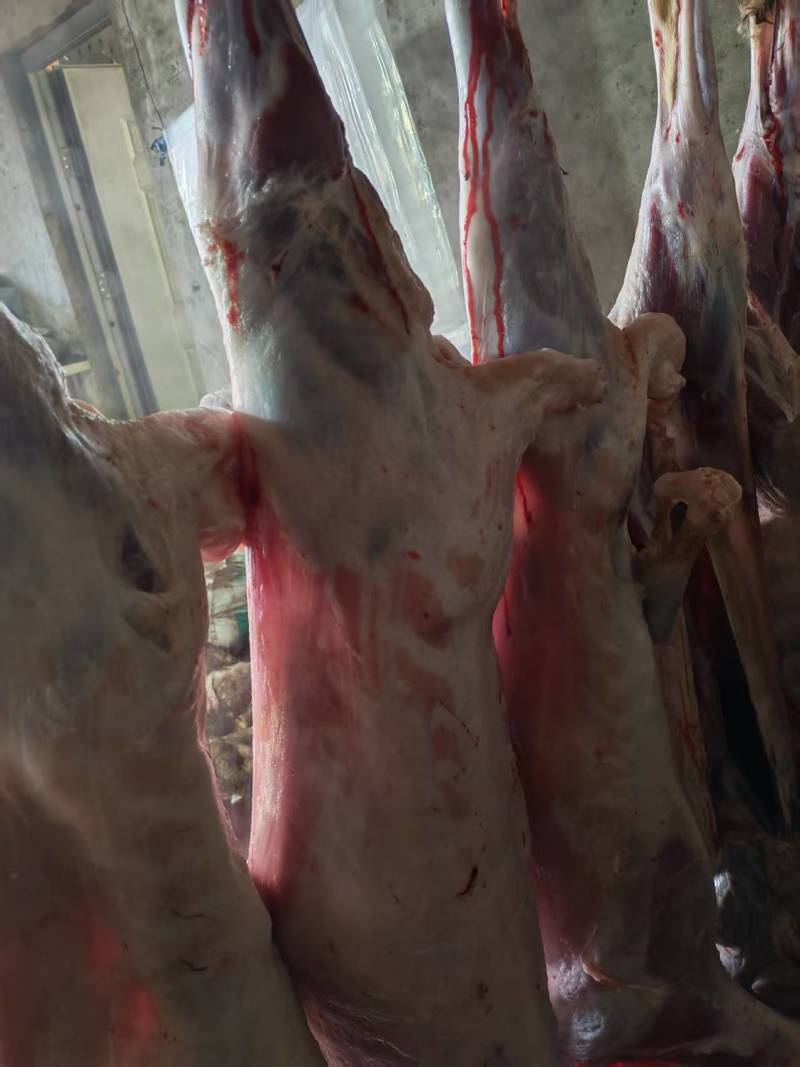 新鲜羊肉河北张家口基地养殖现宰现杀质量保证全国发货