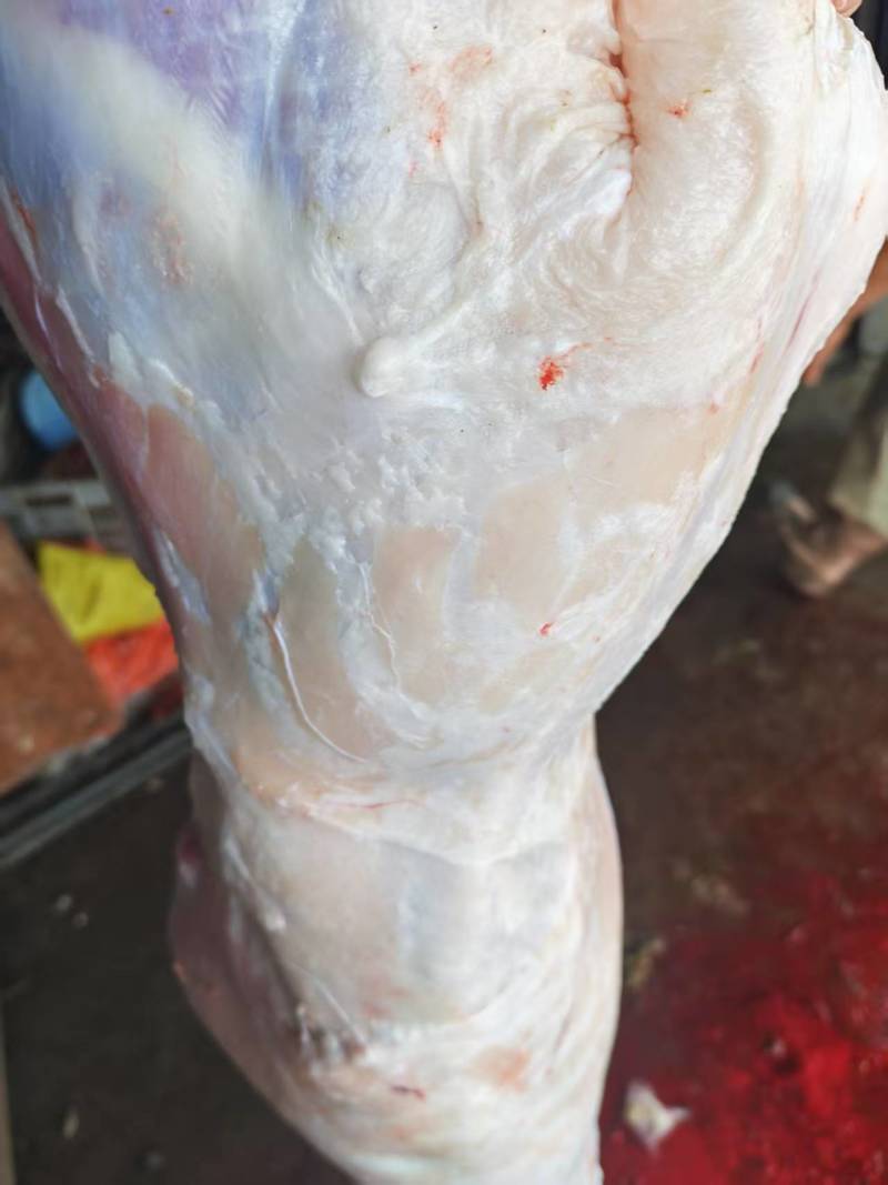 新鲜羊肉河北张家口基地养殖现宰现杀质量保证全国发货