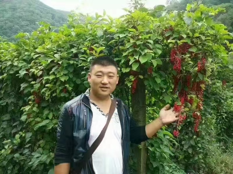 五味子苗，大量上市，基地直发，品质保障，量大从优，欢迎咨询