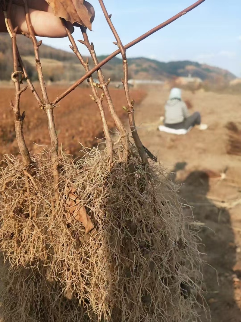 五味子苗，大量上市，基地直发，品质保障，量大从优，欢迎咨询