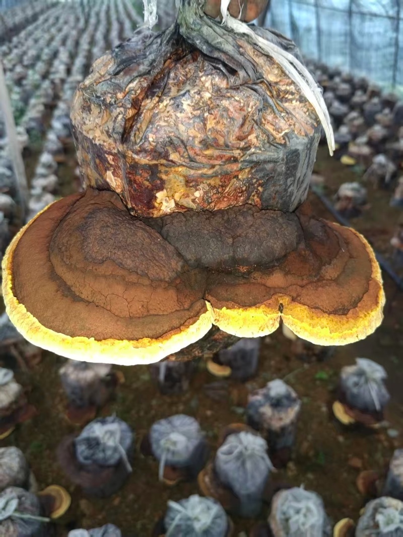 【桑黄块】东北人工种植桑黄块/精选桑黄块/对接全网保真