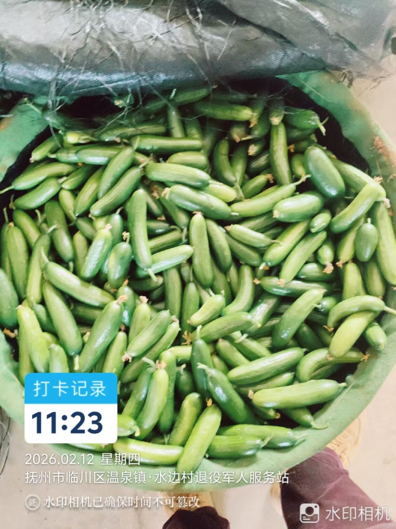 上海交大农学与生物学院研发的水果黄瓜。量大从优