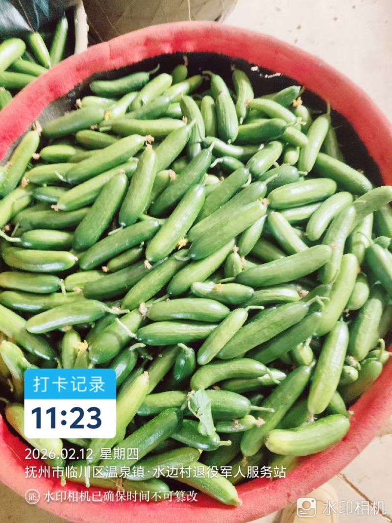 上海交大农学与生物学院研发的水果黄瓜。量大从优
