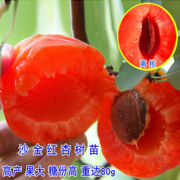 沙金红杏树苗嫁接杏树大红杏苗基地现挖现发
