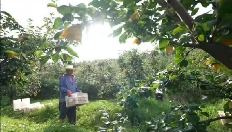 翠冠梨【精品翠冠梨】对接批发代收代卖欢迎电话来电