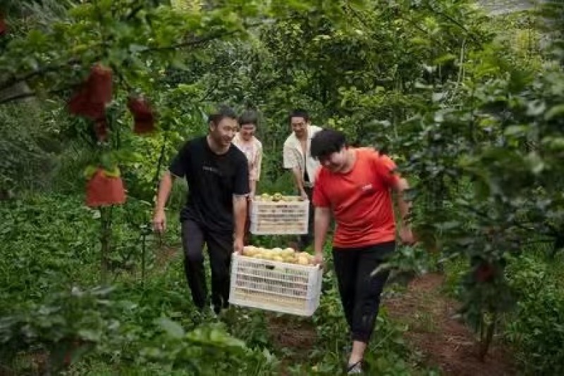 翠冠梨【精品翠冠梨】对接批发代收代卖欢迎电话来电