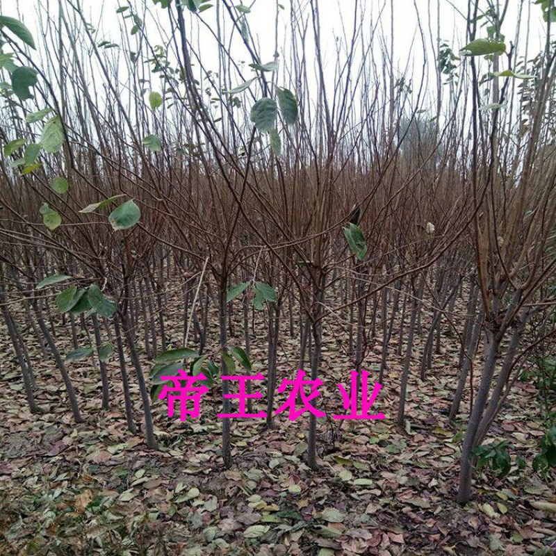 阳丰甜柿苗脆甜柿子树苗摘下就能吃的柿子树苗
