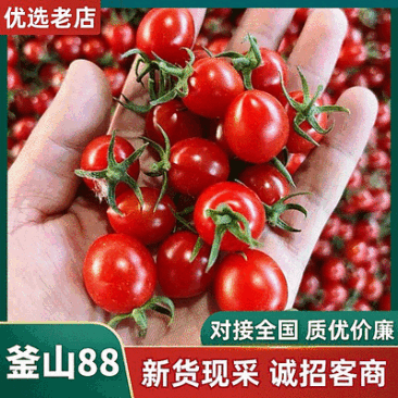釜山88圣女果/小番茄/山东圣女果/基地现摘现发/全国发