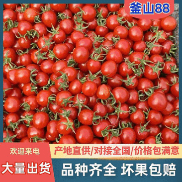 急售!【釜山88圣女果】山东小番茄/对接电商~批发~商超