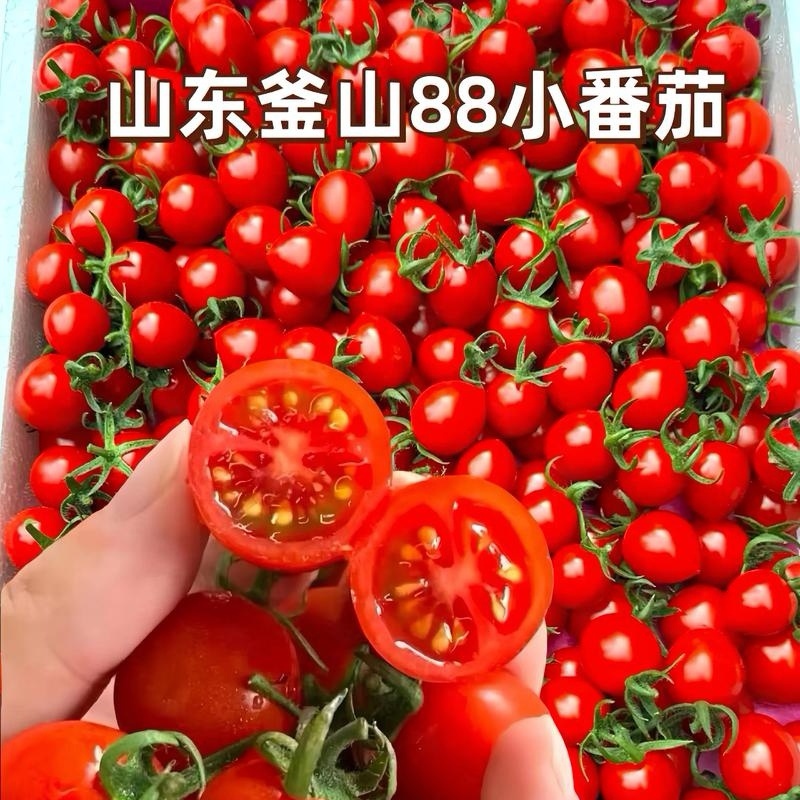 急售！【釜山88圣女果】山东小番茄/对接电商～批发～商超