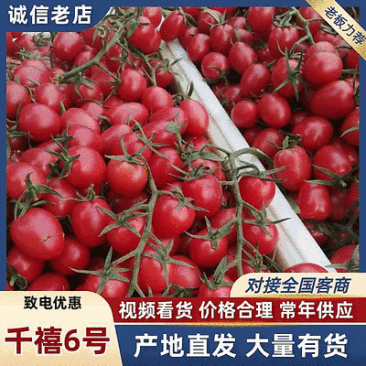 千禧圣女果6号/莘县小番茄/山东圣女果/电商～商超～团购