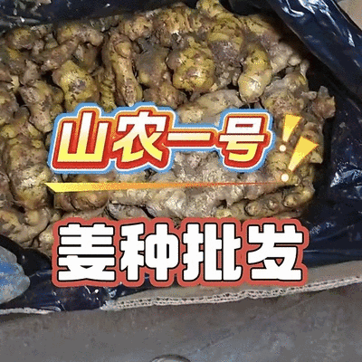 安徽368高产抗病脱毒姜种产地批发亩产过万需要的老板联系