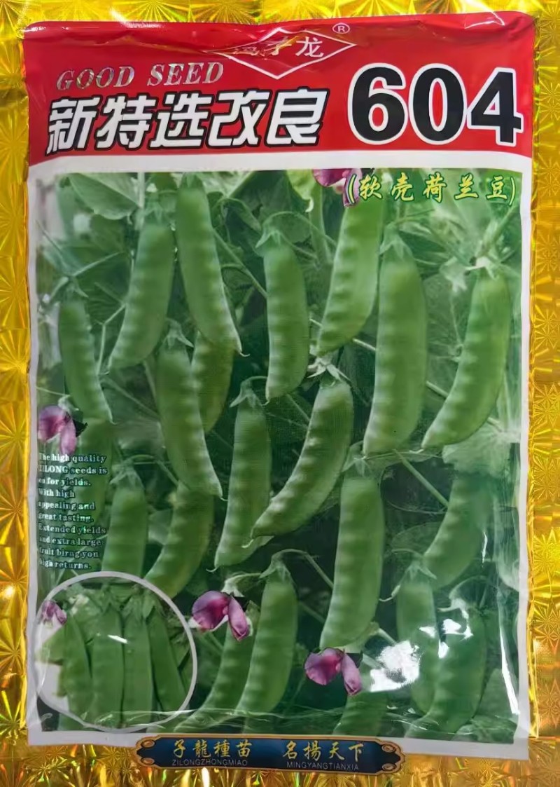 软荚荷兰豆种子大荚香甜荷兰豆种子籽孑春秋四季播阳台食荚菜