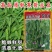 软荚荷兰豆种子大荚香甜荷兰豆种子籽孑春秋四季播阳台食荚菜