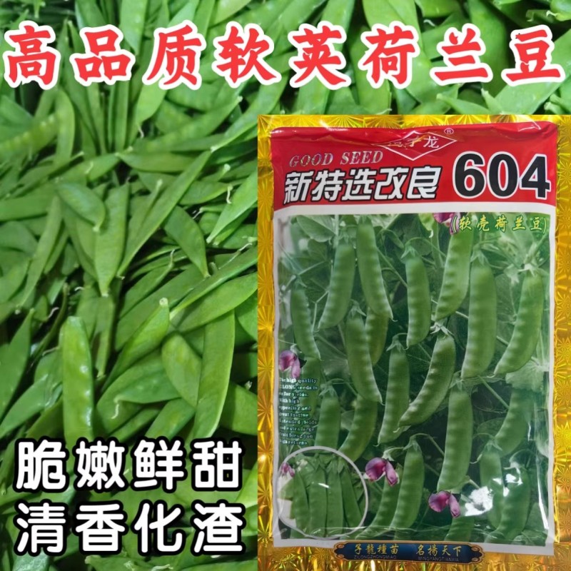 软荚荷兰豆种子大荚香甜荷兰豆种子籽孑春秋四季播阳台食荚菜
