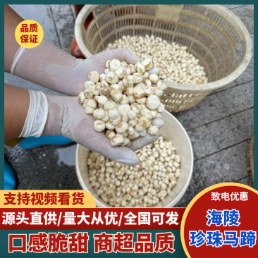 海陵珍珠马蹄大量上市，去皮，基地直发品质保障，欢迎咨询