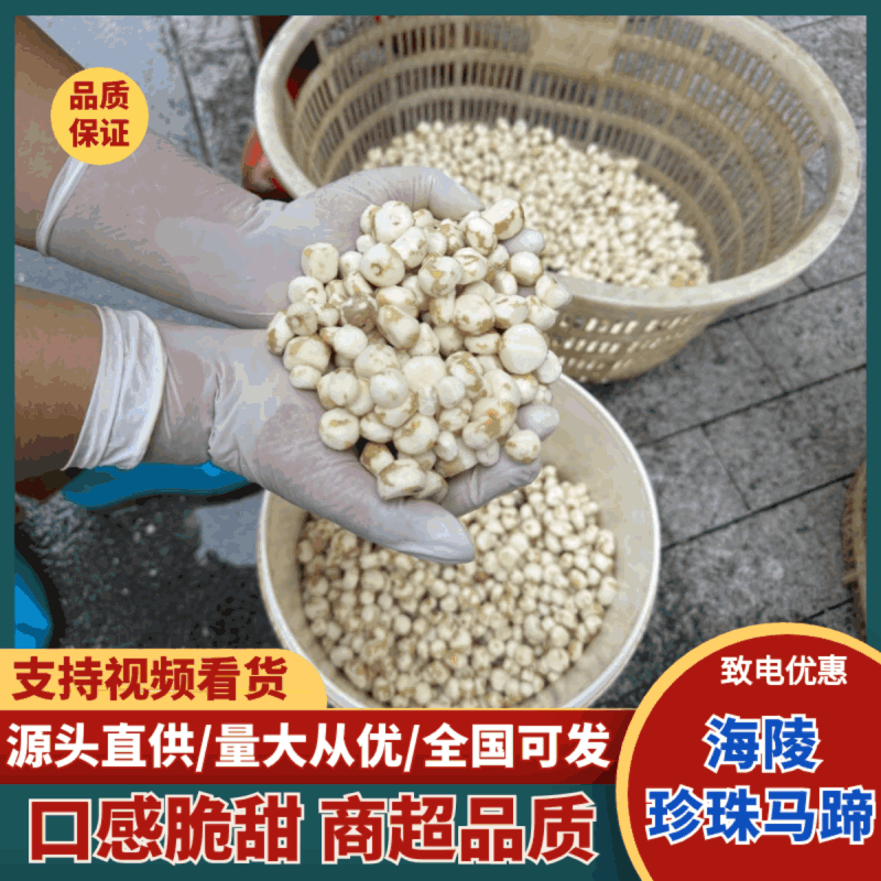 精品珍珠马蹄，广东货源，入口即化，去皮，品质保障欢迎电联
