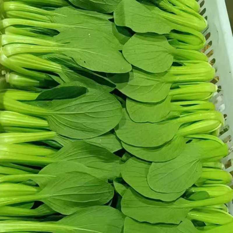 上海青诚信经营【精品油菜】支持视频看货，可发往全国市场