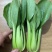 上海青诚信经营【精品油菜】支持视频看货，可发往全国市场