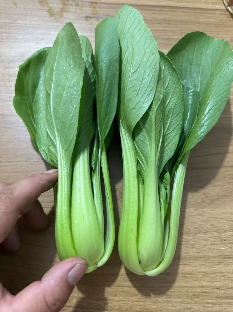 上海青诚信经营【精品油菜】支持视频看货，可发往全国市场