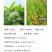 50%氯溴异氰尿酸烟草病毒病霜霉病软腐病细菌真菌农药杀菌