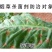 50%氯溴异氰尿酸烟草病毒病霜霉病软腐病细菌真菌农药杀菌