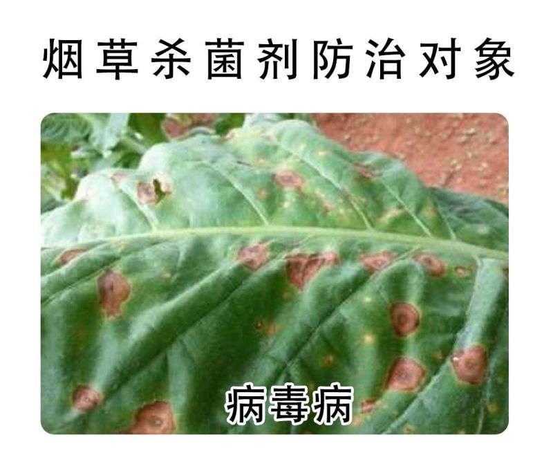 50%氯溴异氰尿酸烟草病毒病霜霉病软腐病细菌真菌农药杀菌