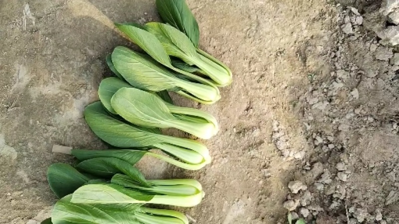 油菜/上海青/大量现货供应/规格齐全/品质保证/欢迎电联