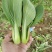 油菜/上海青/大量现货供应/规格齐全/品质保证/欢迎电联