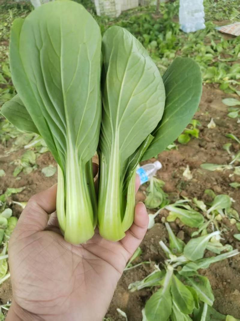 油菜/上海青/大量现货供应/规格齐全/品质保证/欢迎电联