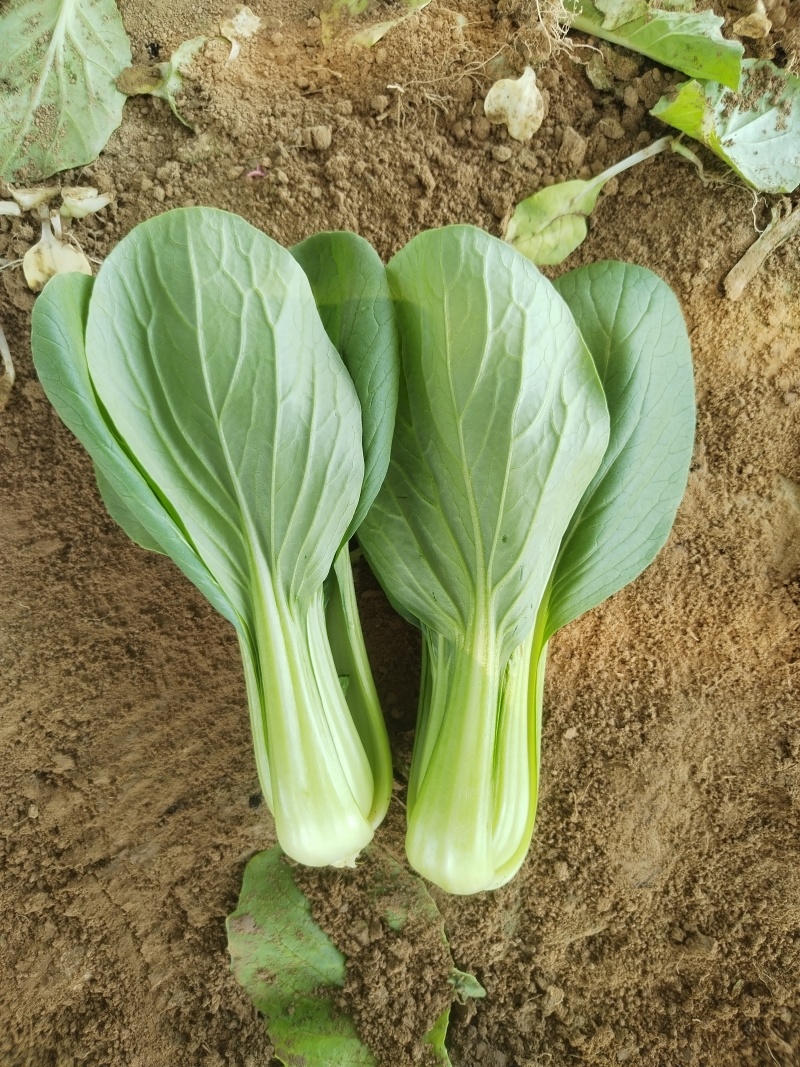 油菜/上海青/大量现货供应/规格齐全/品质保证/欢迎电联