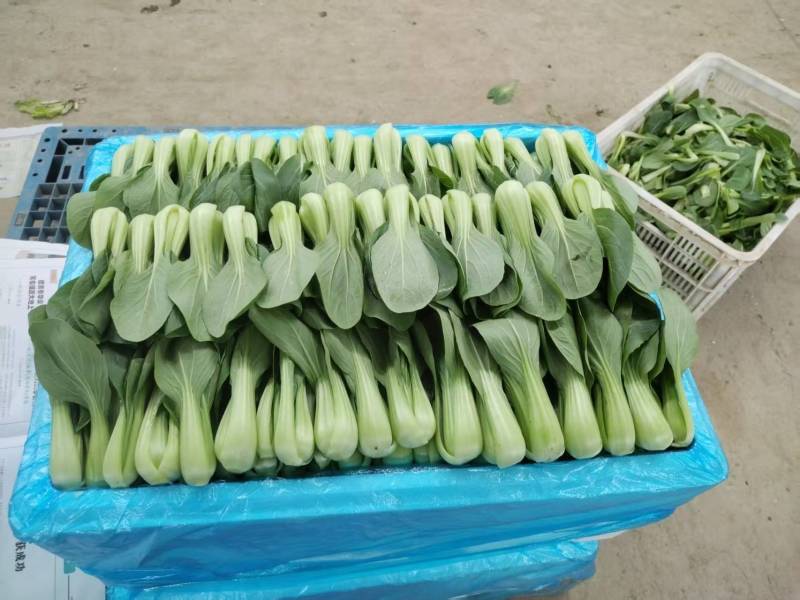 油菜/上海青/大量现货供应/规格齐全/品质保证/欢迎电联