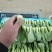 油菜/上海青/大量现货供应/规格齐全/品质保证/欢迎电联