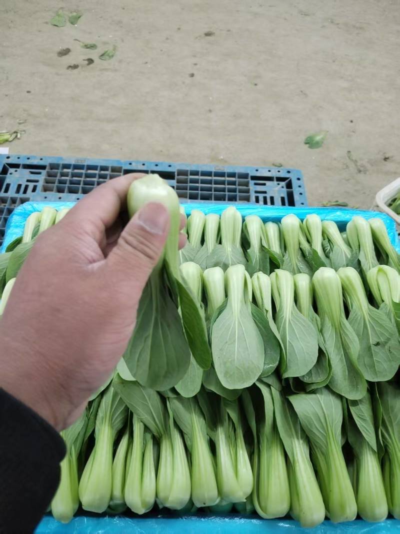 油菜/上海青/大量现货供应/规格齐全/品质保证/欢迎电联